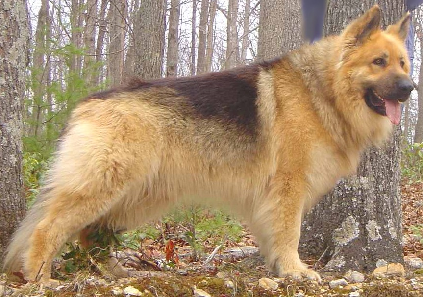 King Cyrus Selah  black and tan long coat 125lbs125lbs